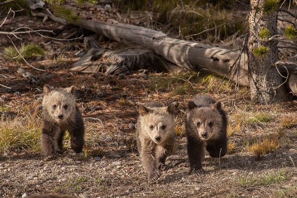 Wyoming-Yellowstone National Park Three grizzly bear cubs